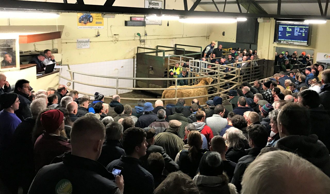 Stores lead the way as cattle marts 'close up shop' for Christmas