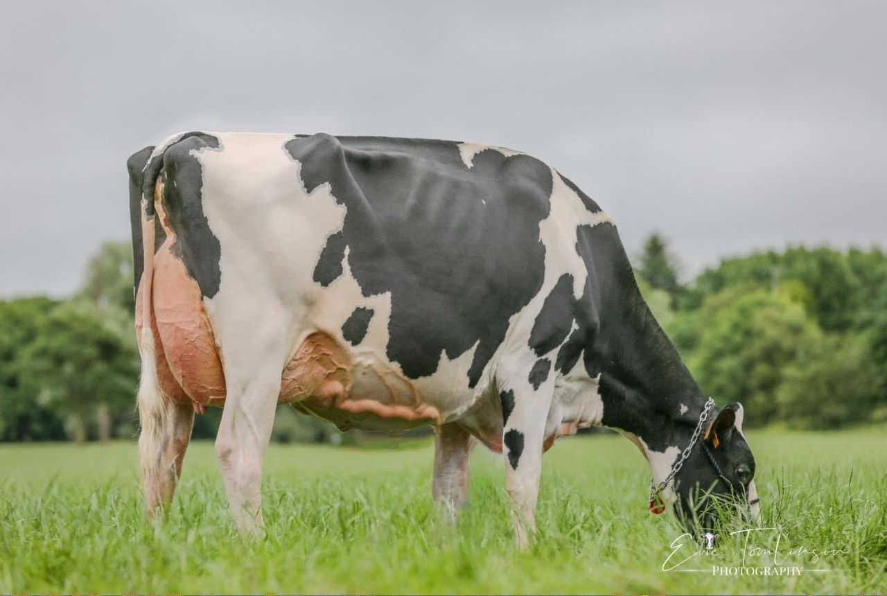 Summer Sizzler: Elite genetic sale set for Saturday