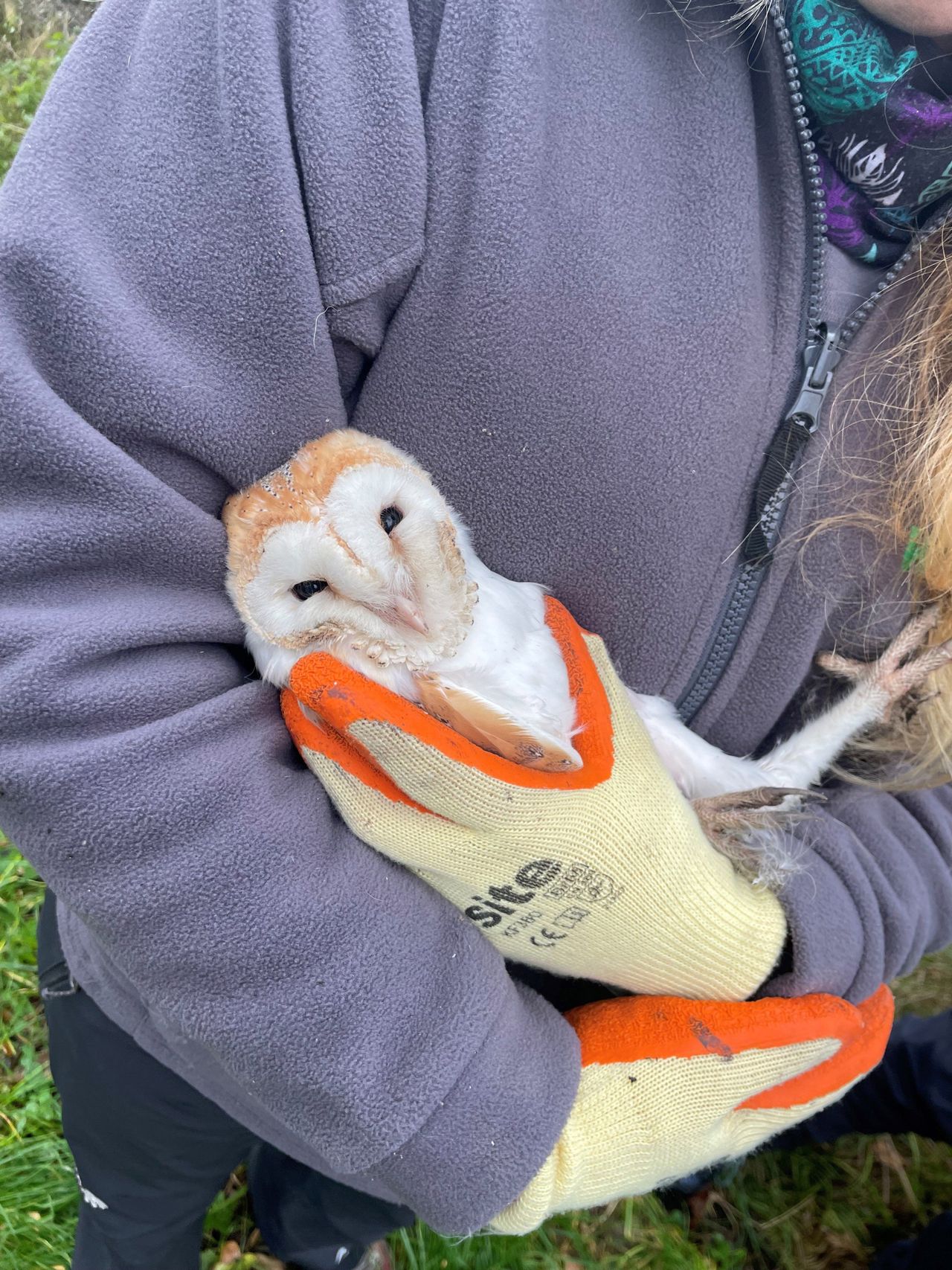 Barn owls in Down defy the odds with surprise winter brood