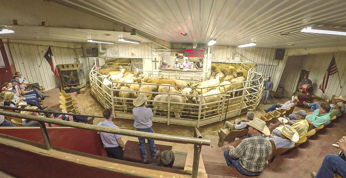 Beef focus: How a US mart selling up to 110,000 head annually operates