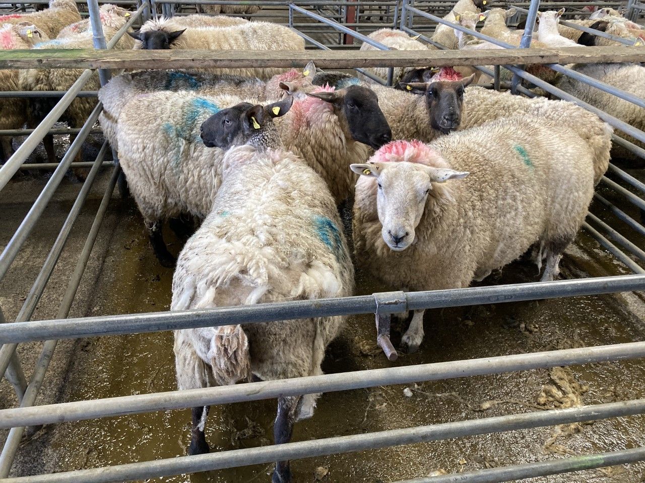 Sheep marts: Cull ewes break the €200 mark at sales