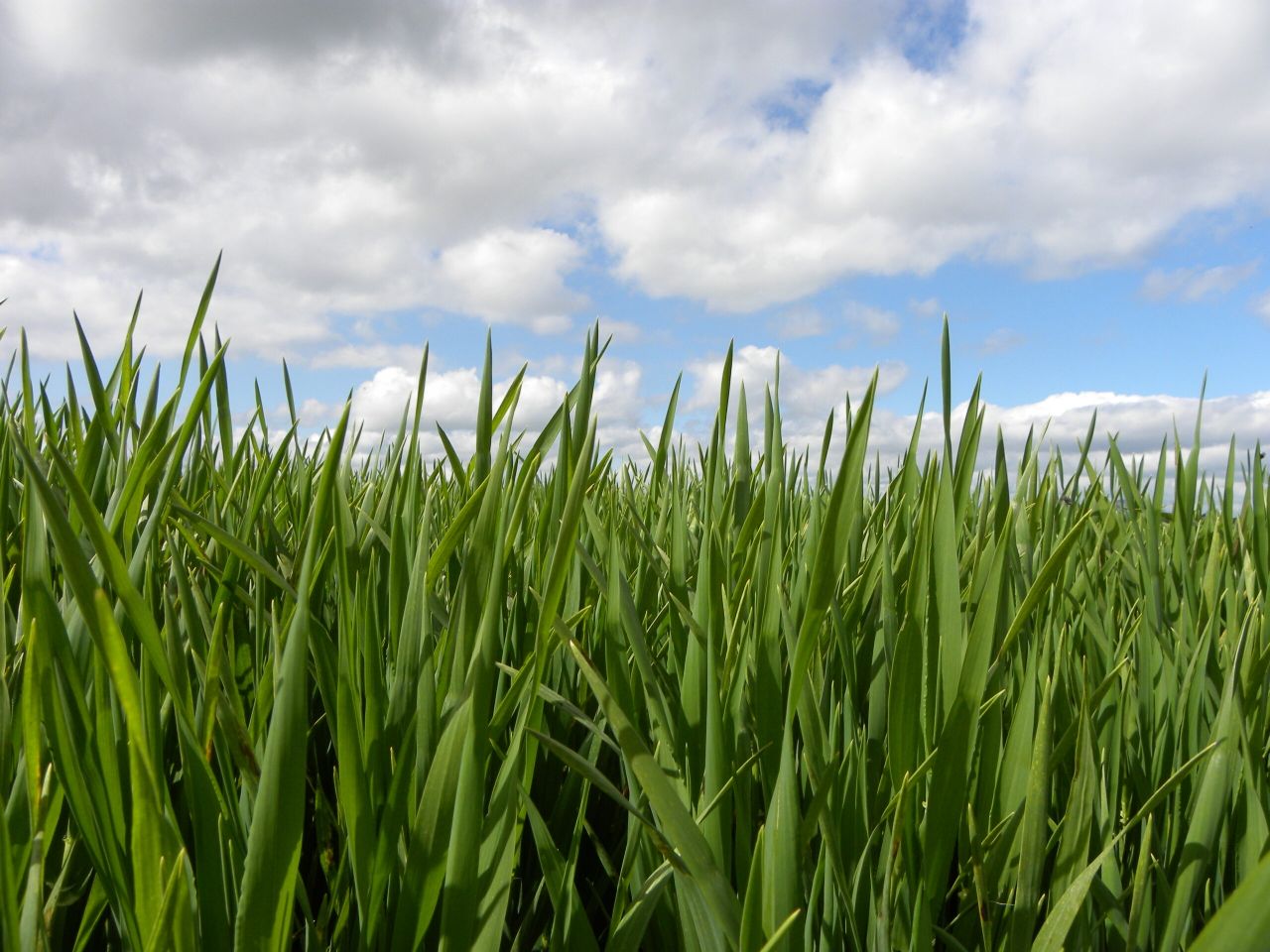 Heavily tillered barley crops at risk of lodging - Teagasc