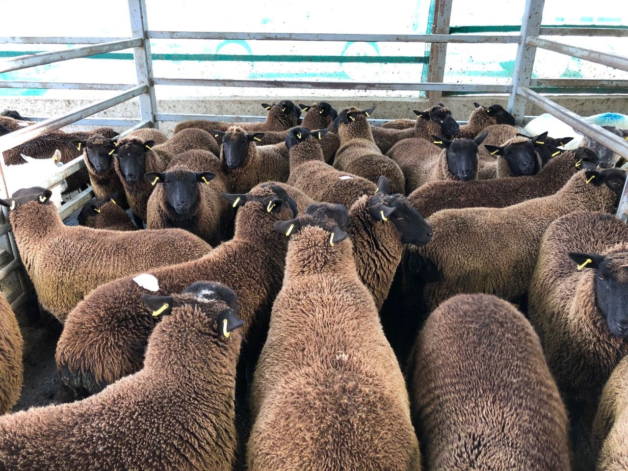 Pics and prices: 3,000 sheep on offer at Carnew Mart, as the price for lambs falls again