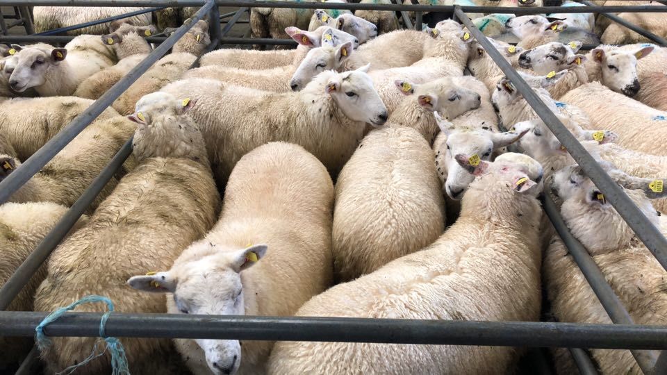 Pics and prices: Hoggets in demand at Mountbellew Sheep Mart