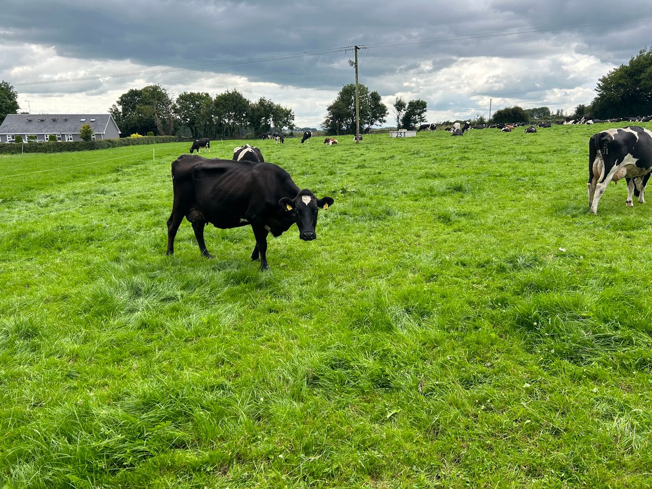 Doing the basics well is key to milk quality success on Tuam farm