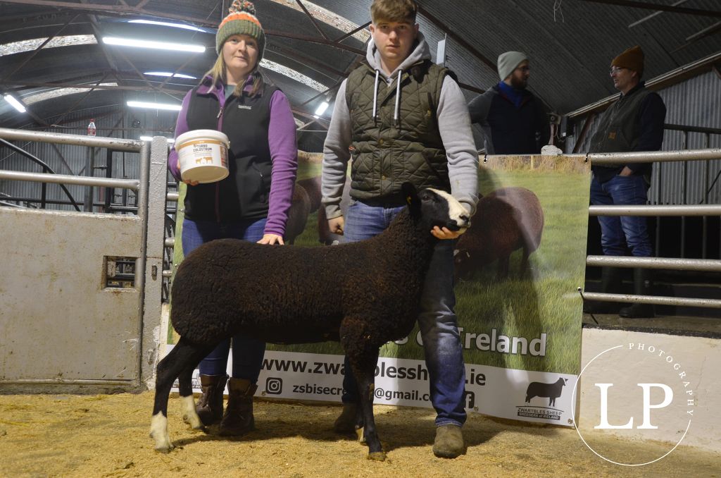 Cummerhill Kaia sold for €850. Image source: Lauren Payne Photography
