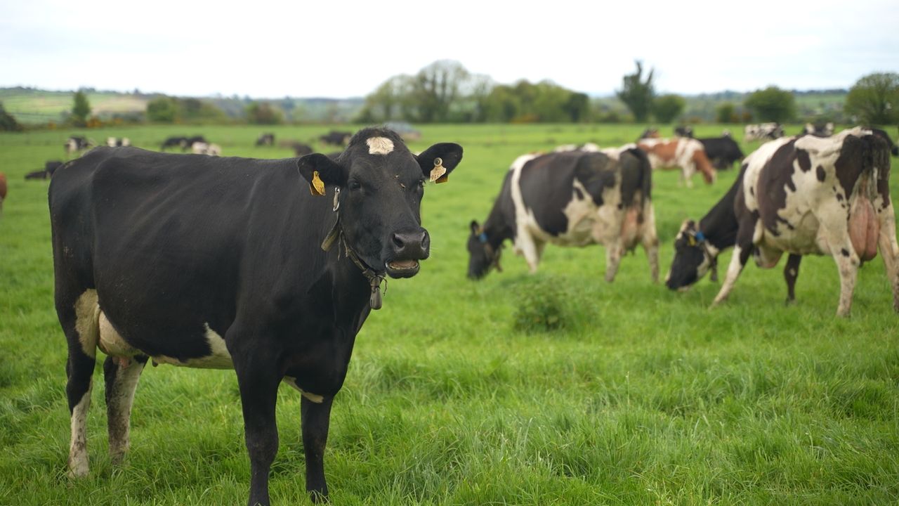 Watch: Balancing sustainability and production in Co. Waterford