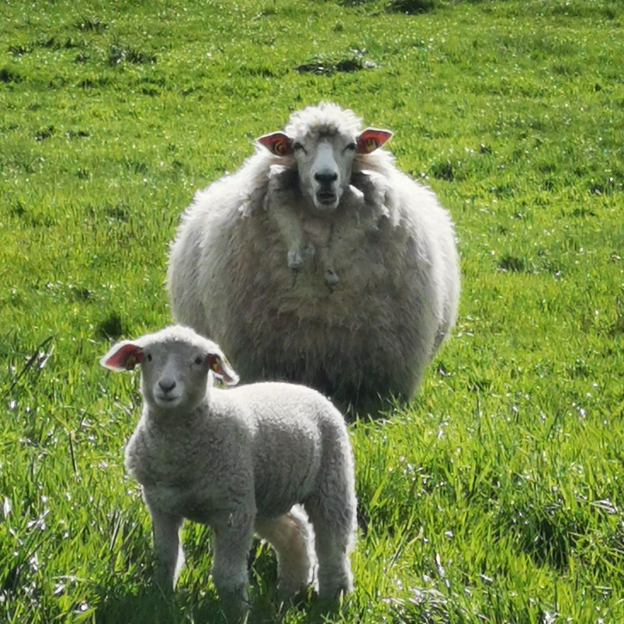 Galway Wool Co-Op to host Meitheal at Athenry Mart