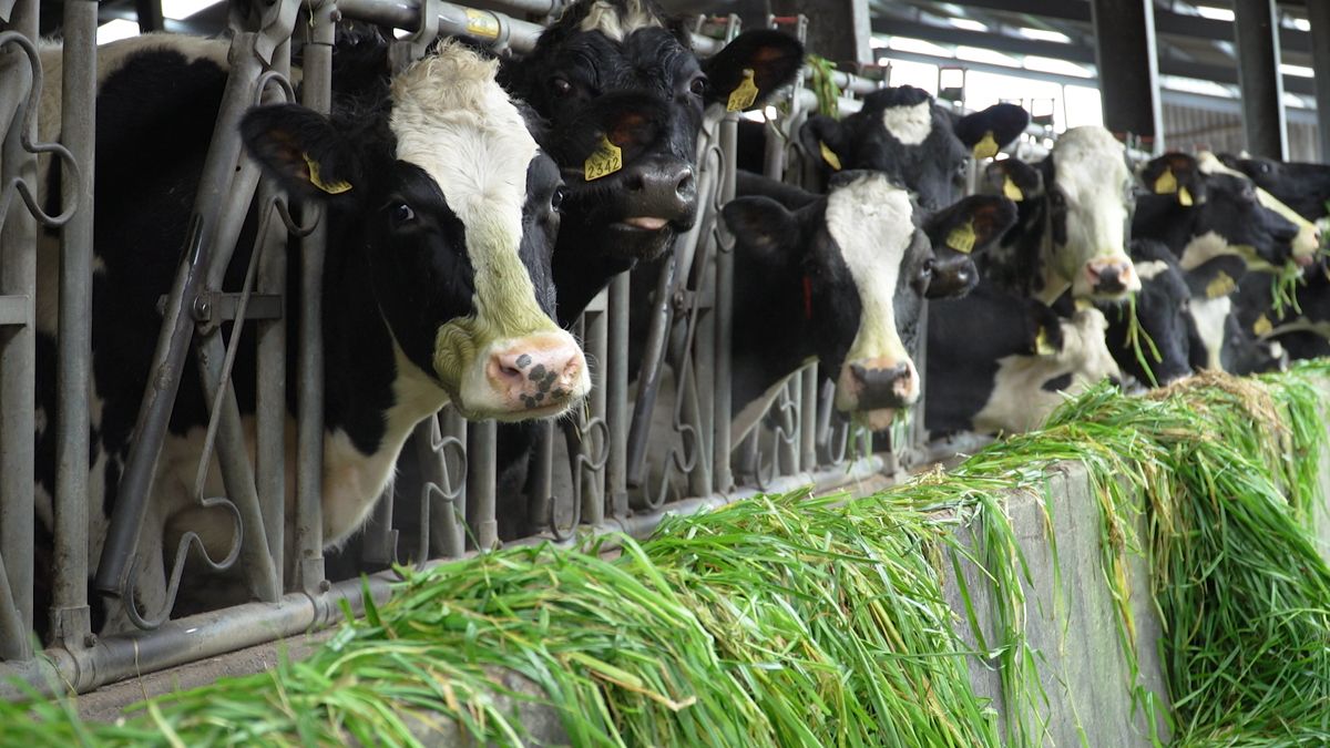 Could a 24-month calving interval work?