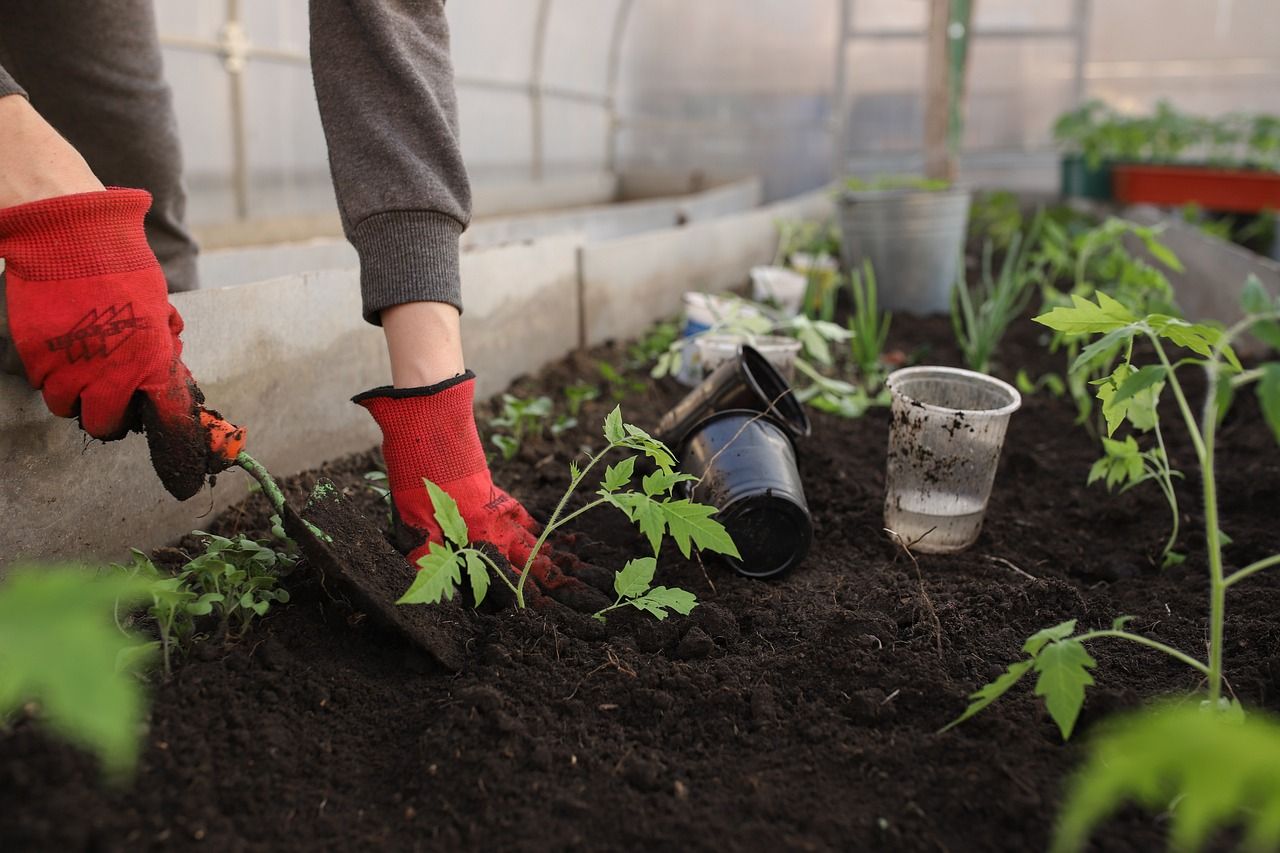 Community growers highlight 'urgent' need for enhanced policies