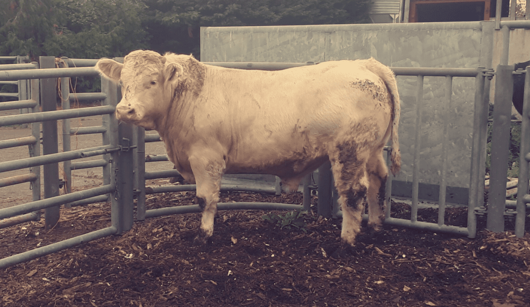 High replacement index sired bulls gained 2.2kg/day on average