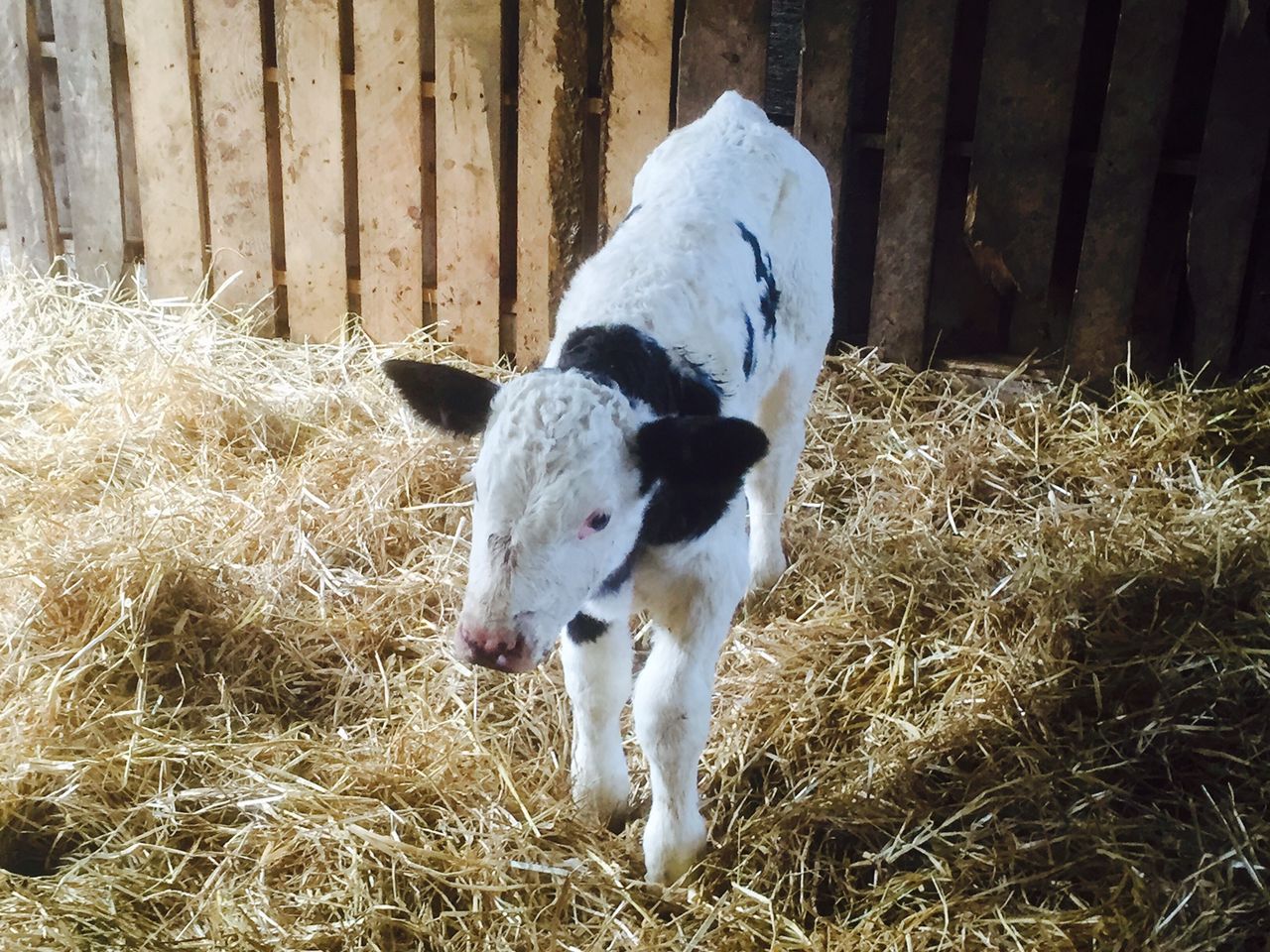 Lack of ship activity and increased numbers knocks €10 off Friesian bull calves