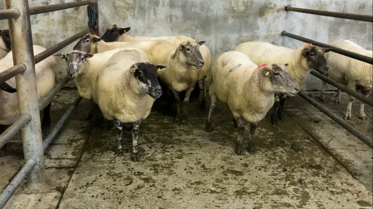 Lighter ewes dominate throughput at marts