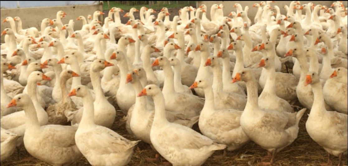 Investigation finds 'unsupervised food business preparing to slaughter geese'