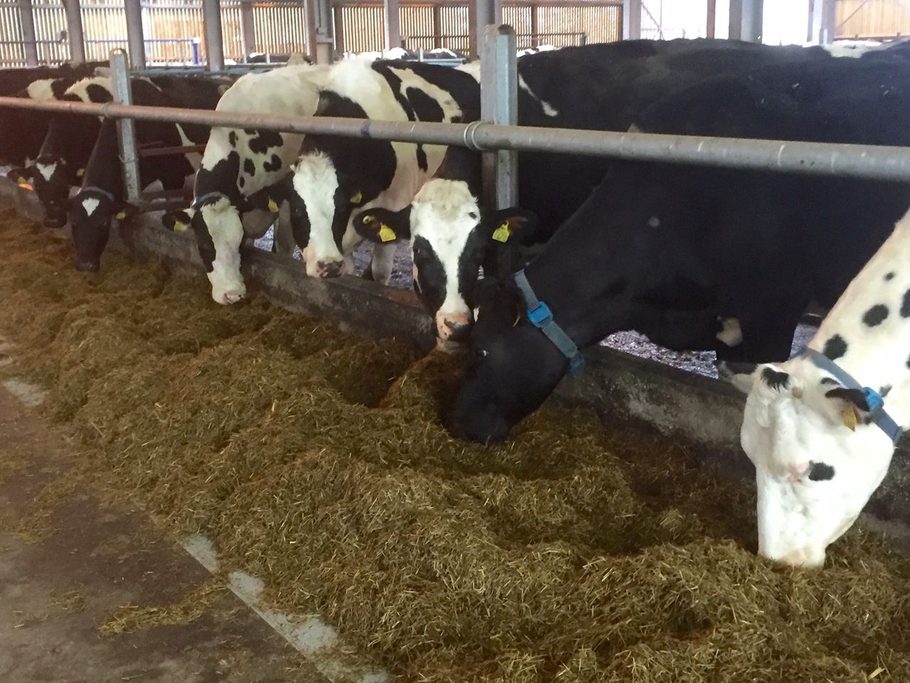 Net profits fall by €94/cow on Teagasc/Glanbia monitor farms in 2015