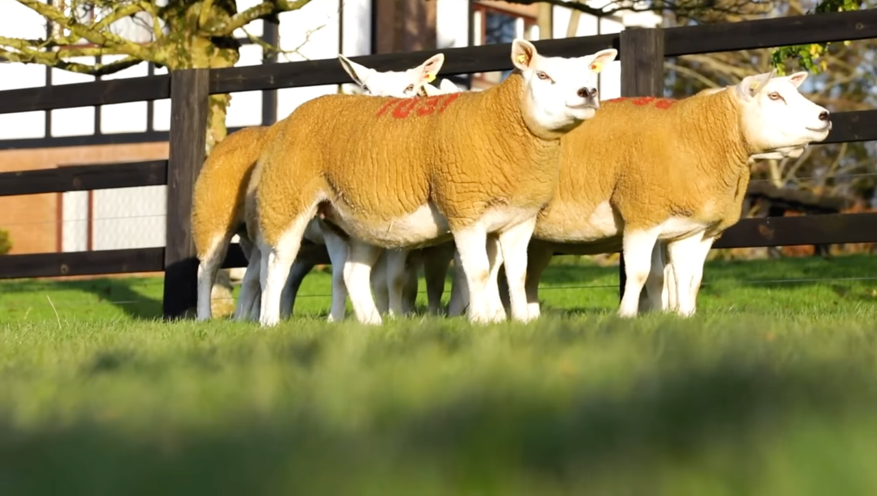 South East Texel group gears up for 2nd annual in-lamb ewe and ewe lamb sale