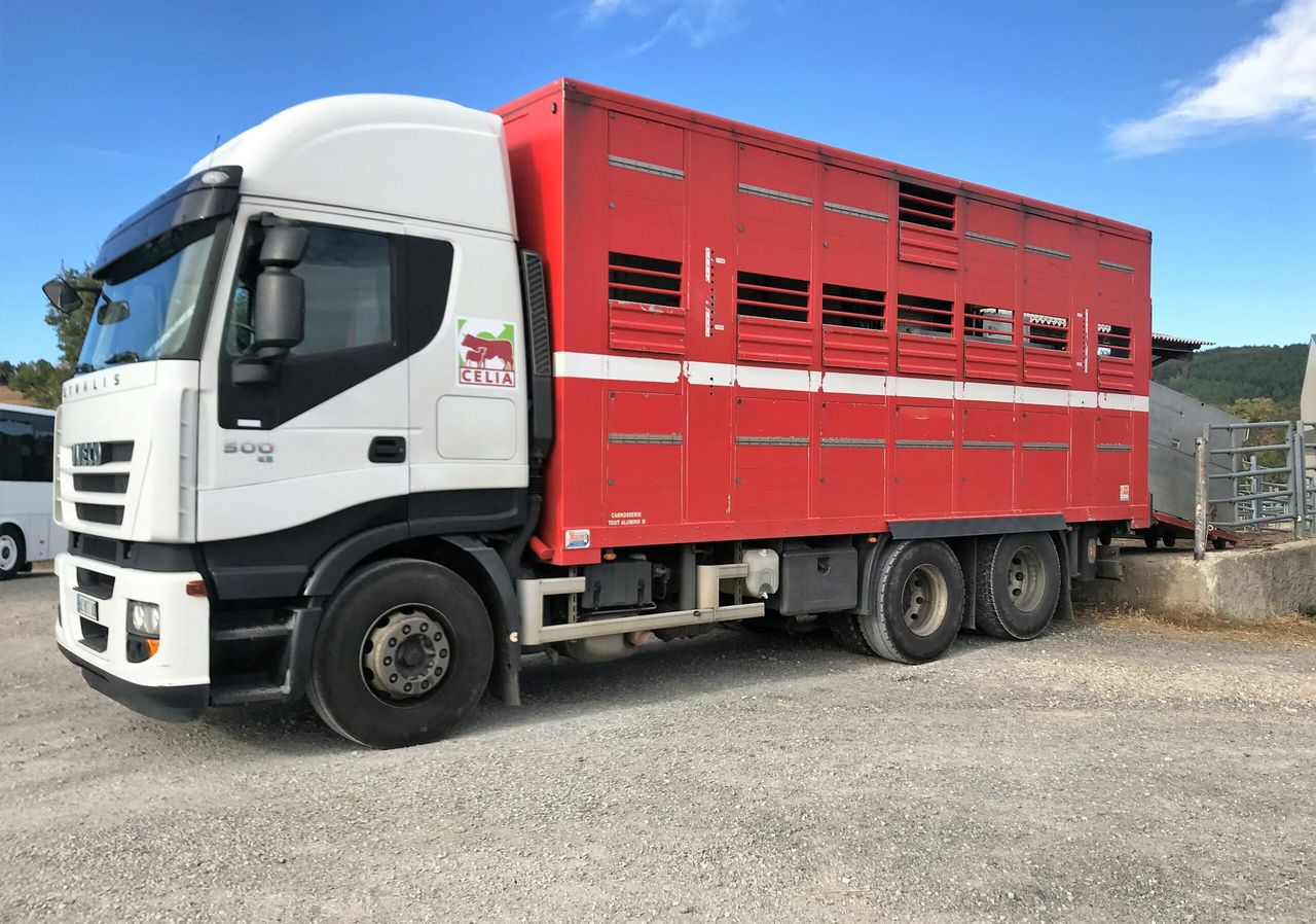 Beef focus: Exporting over 1 million live cattle in France