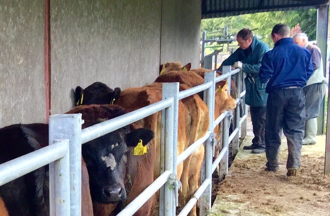Farmers and vets urged to be vigilant of EHD cattle disease
