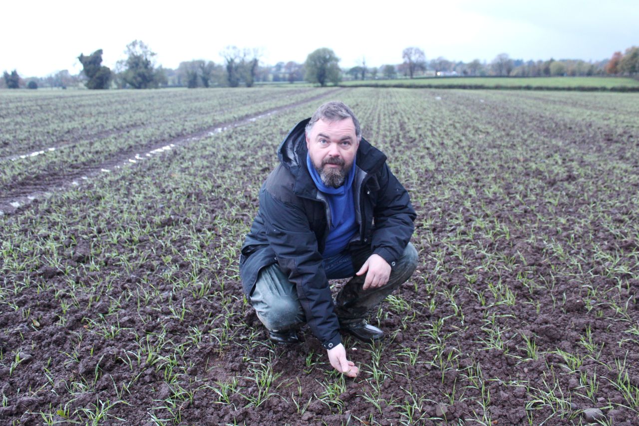 Tillage Focus: Crop of Spearhead winter wheat in Antrim