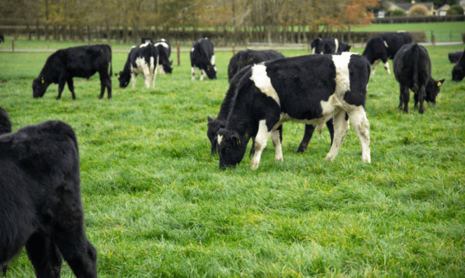 Sustainable grassland production to the fore at Johnstown Castle open day