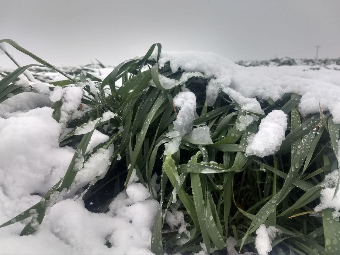 Status Yellow snow/ice warning in place for one county with wintry weather ahead