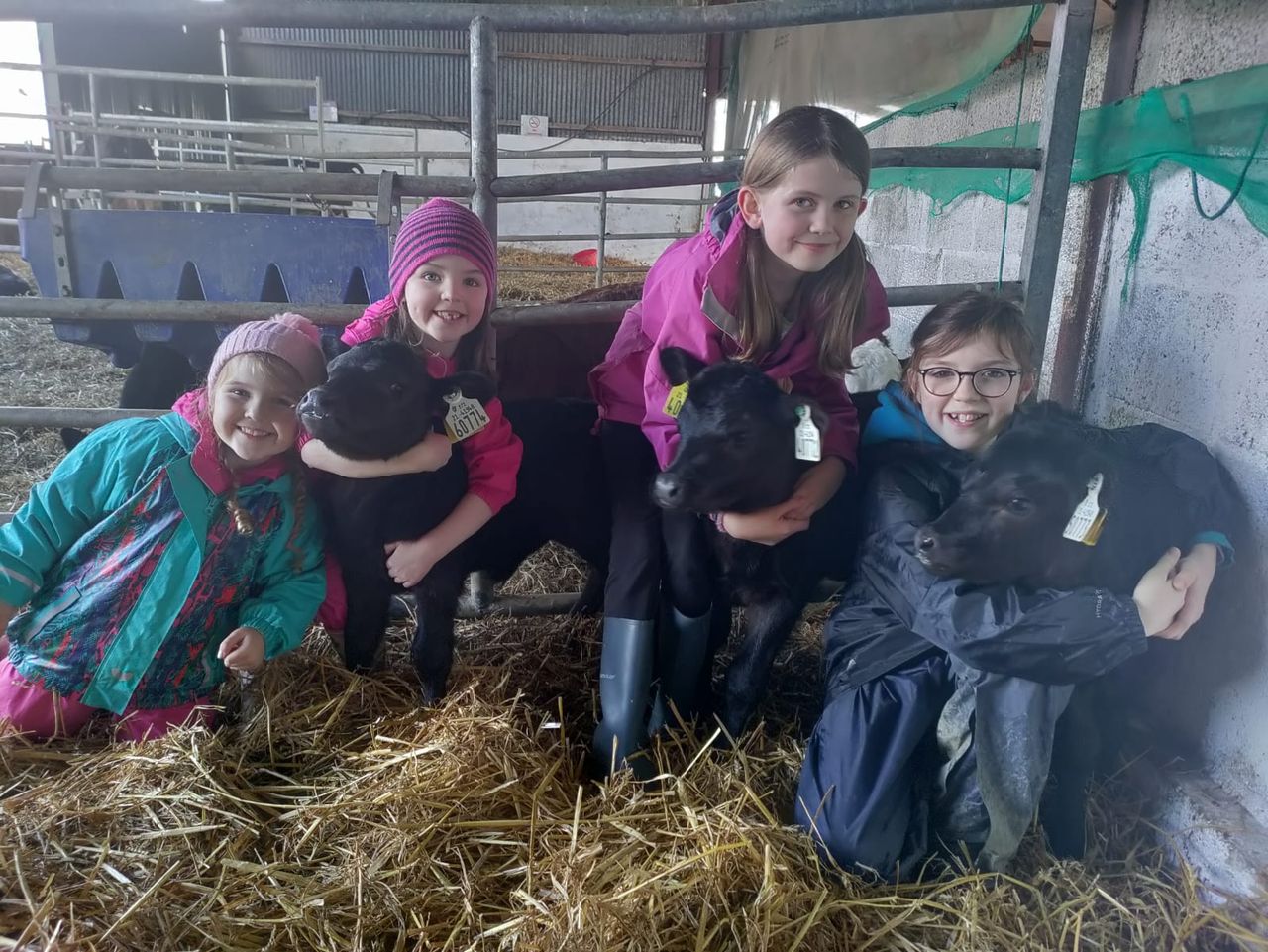 Triplet heifer calves for two IFA county chairs