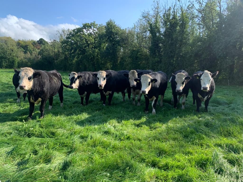 Beef kill: Numbers high despite short week's kill