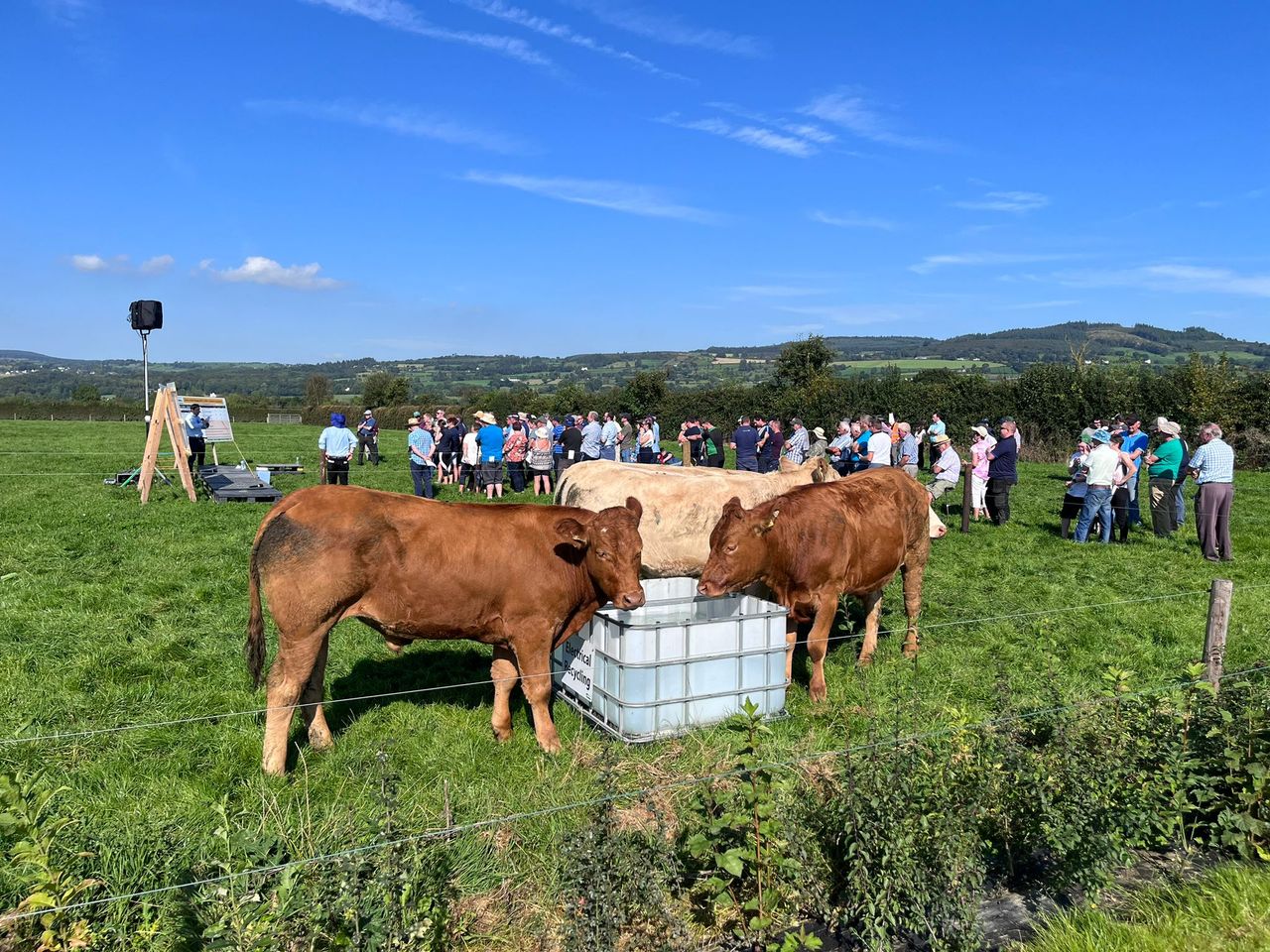 Table: Cost analysis on buying cattle to finish next Autumn