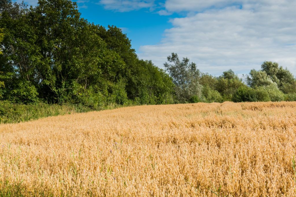 Agricultural output price index down 5% on May 2019 levels