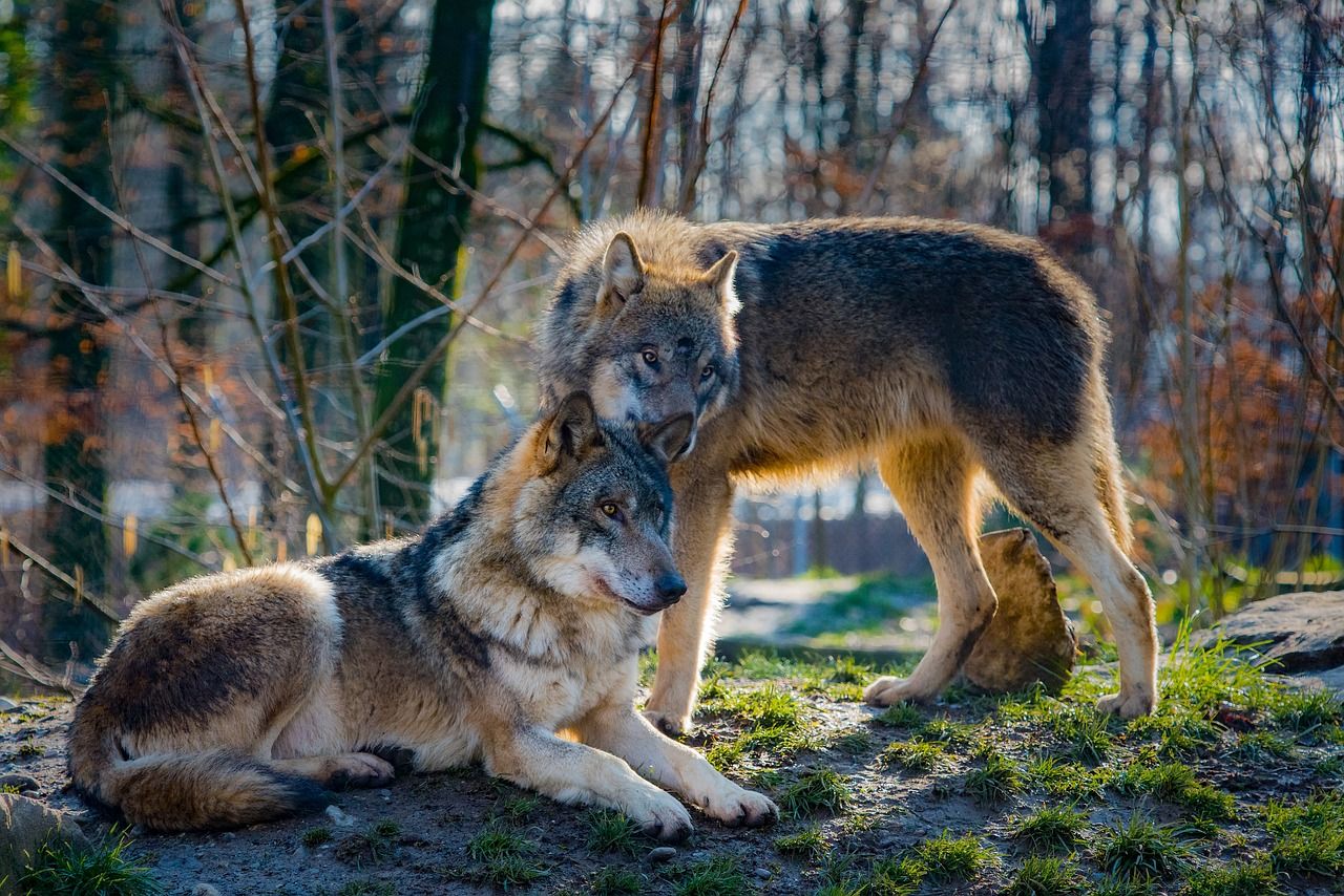 Rise in wolf attacks on EU livestock raised at agri ministers council