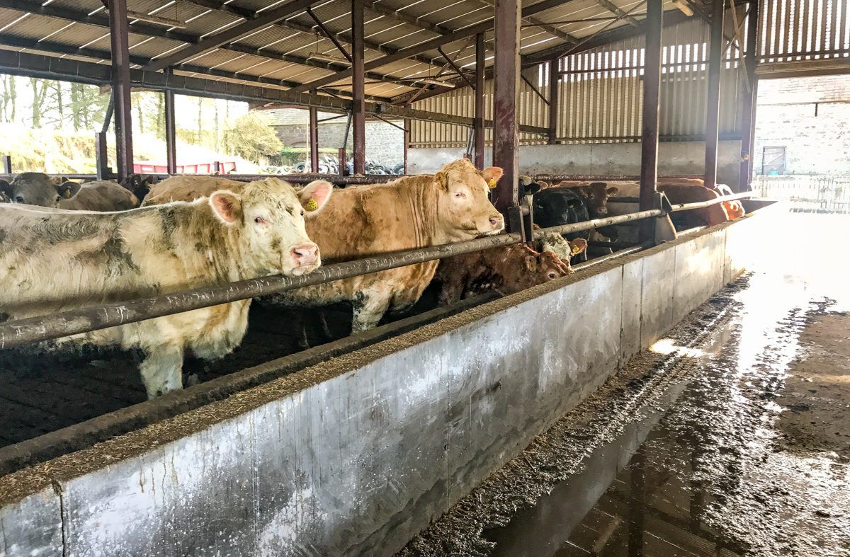 Beef trade: Cattle quotes still 'stuck in the mud'