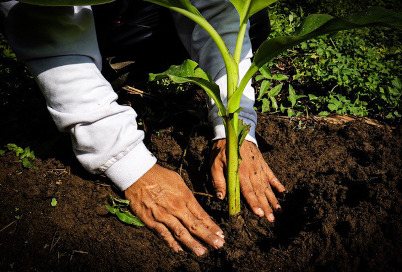 Source: Fyffes