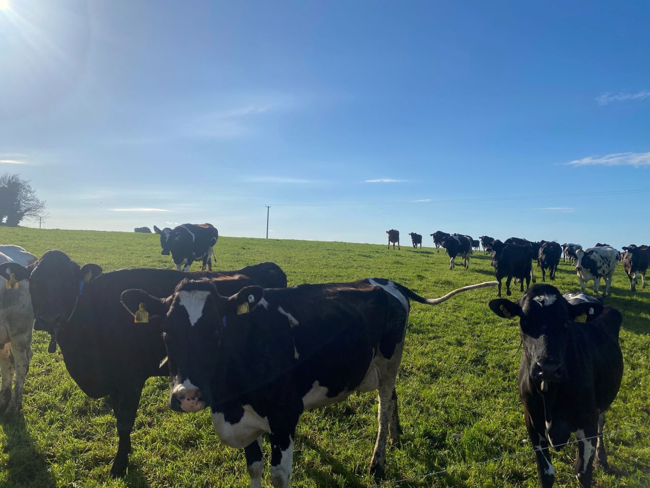 Milk Price Tracker: 11 processors increase July offerings