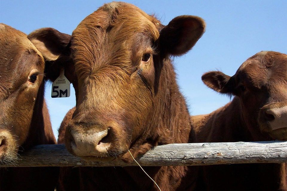 US beef moves a step closer to accessing 'enormous' Chinese market
