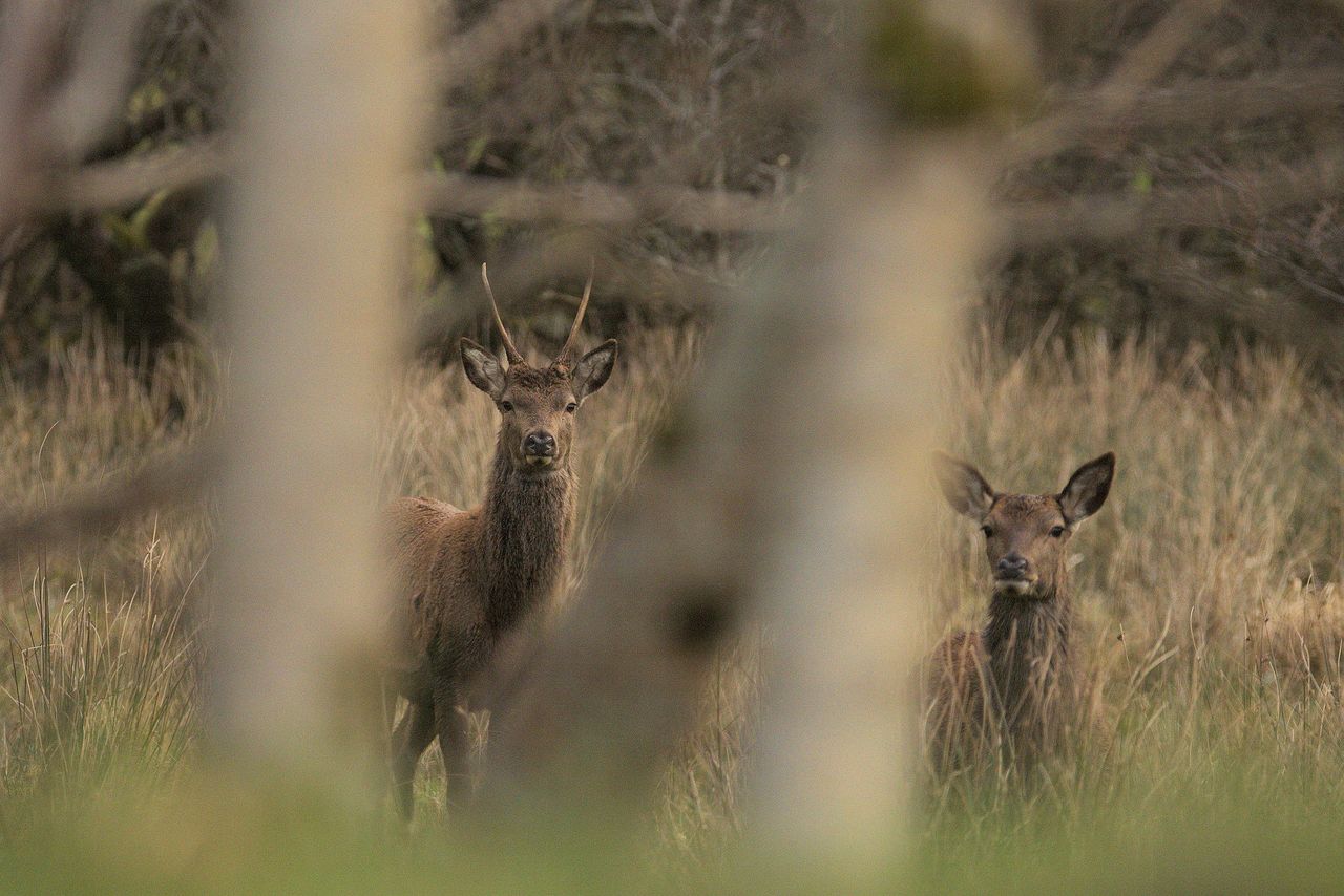 Venison a 'niche product' but there could be export opportunities - Bord Bia