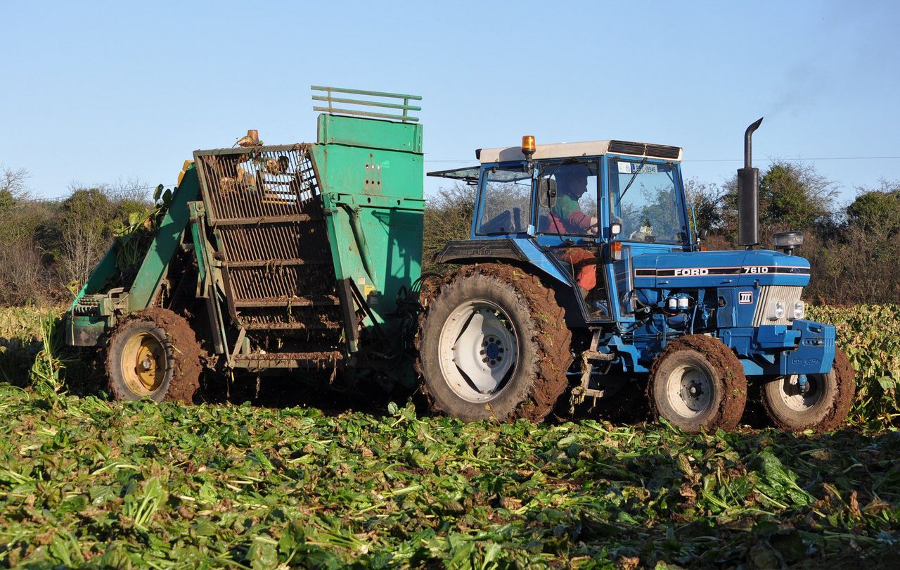 Tremendous potential to expand fodder beet output in Ireland