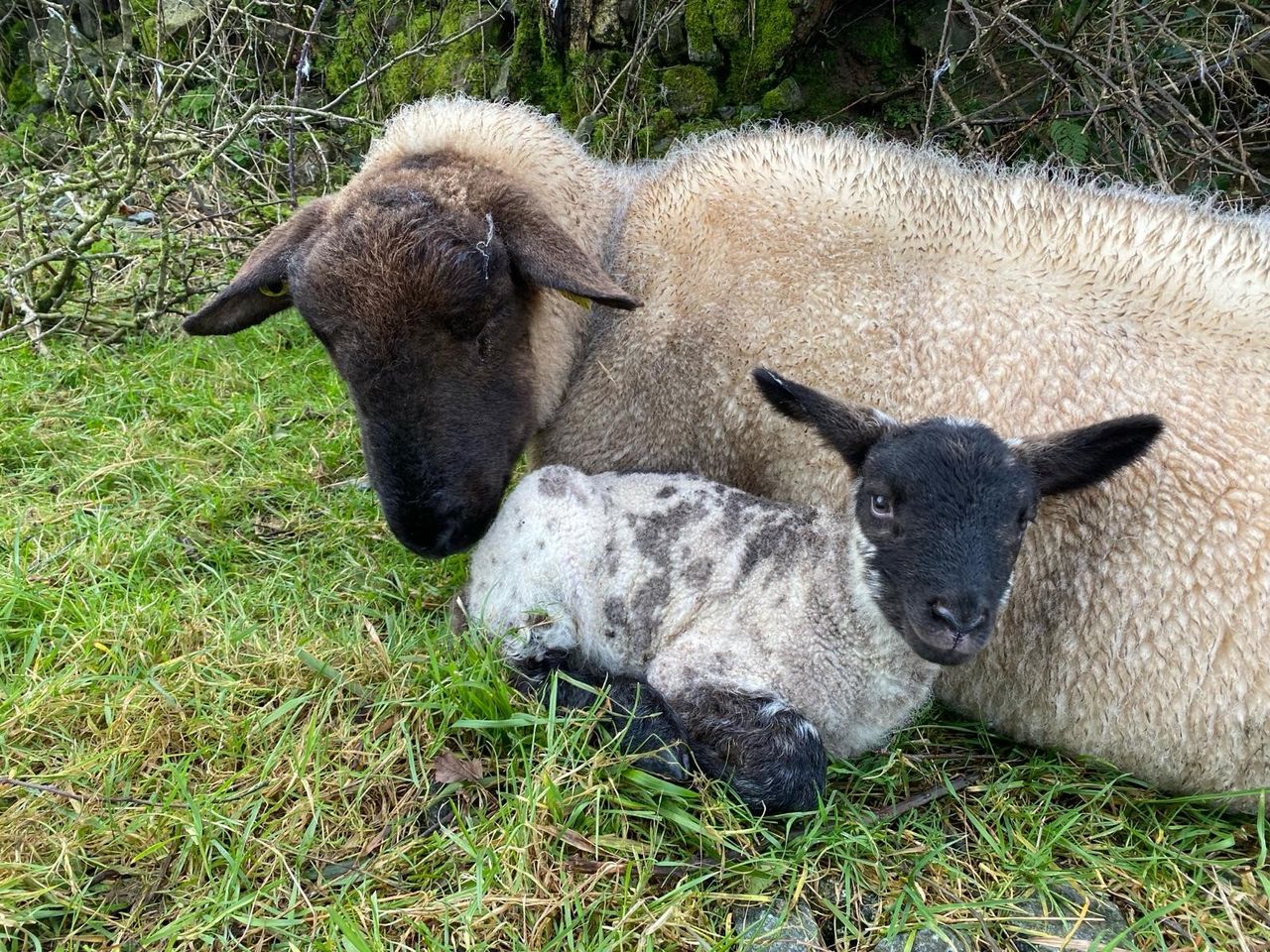 HSA: Reducing health and injury risks during lambing