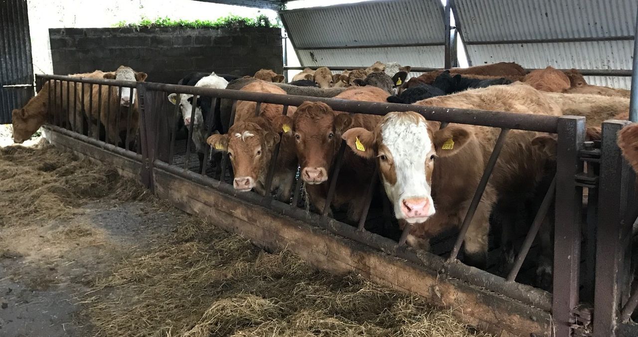 Weekly beef kill rises to almost 41,000 head