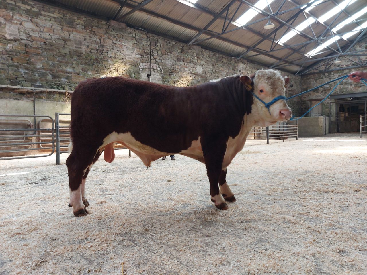 Hereford show and sale set for Tullamore this Saturday