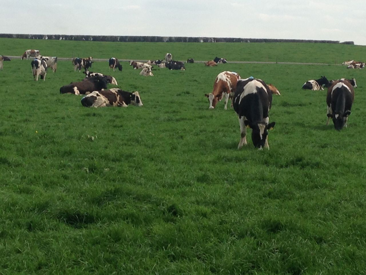 Learn how to do a simple dairy farm cash flow budget at upcoming Teagasc walks