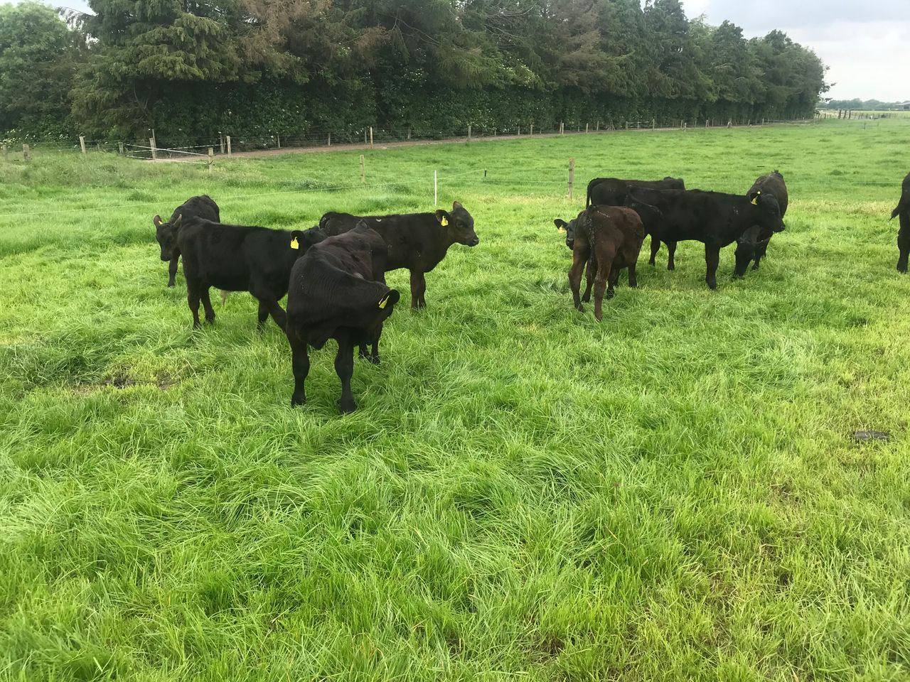 Beef-bull selection for dairy cows in 2023