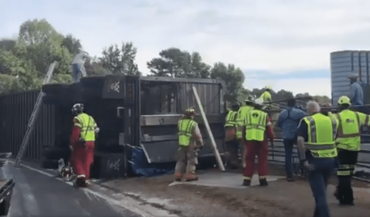Cattle chaos: Livestock lorry overturns on US interstate