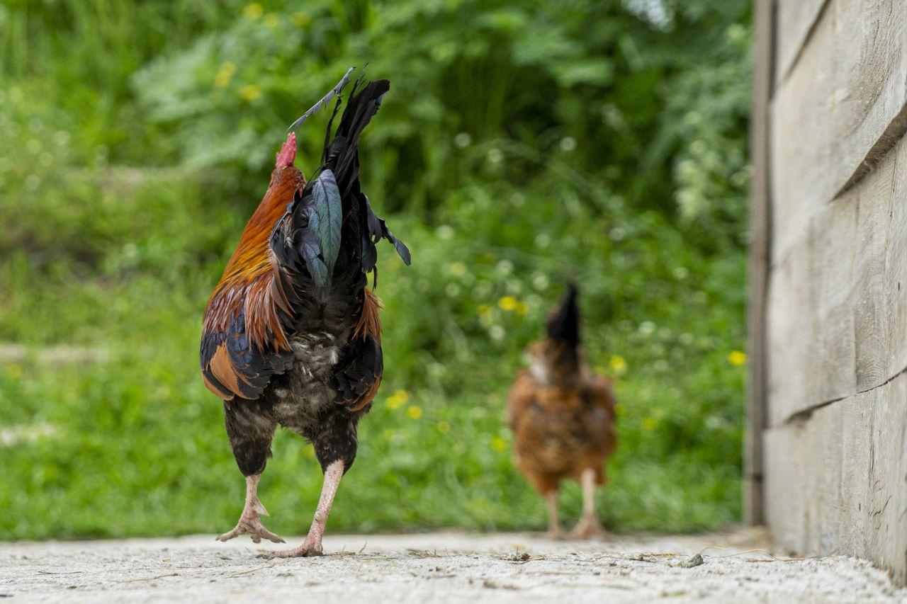 Man arrested in relation to suspected 'cock fighting' event in Monaghan
