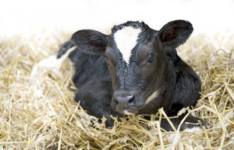 'Calf welfare inspections' underway on dairy farms nationwide