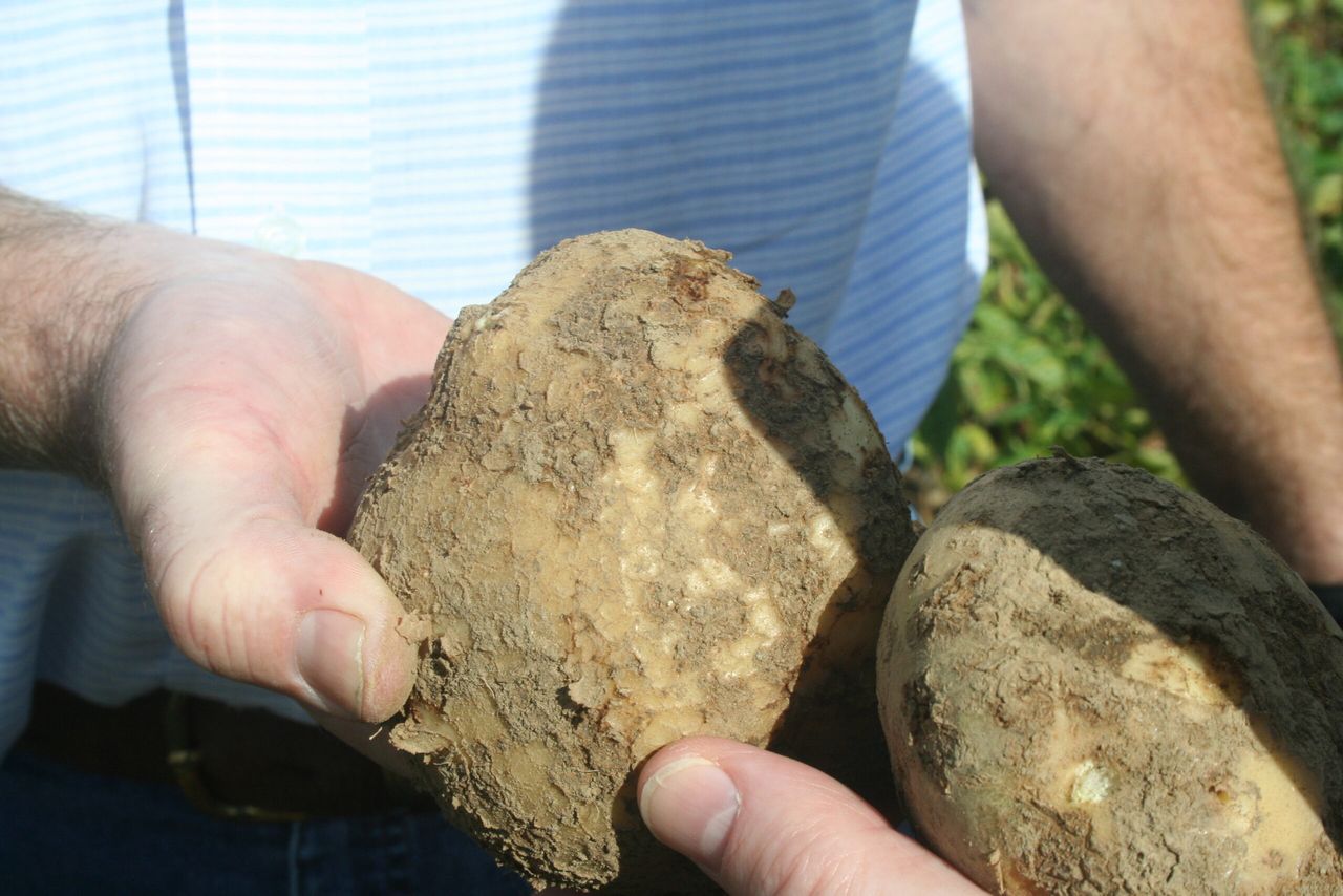 ‘Gaps in consumer knowledge’ affecting potato sales