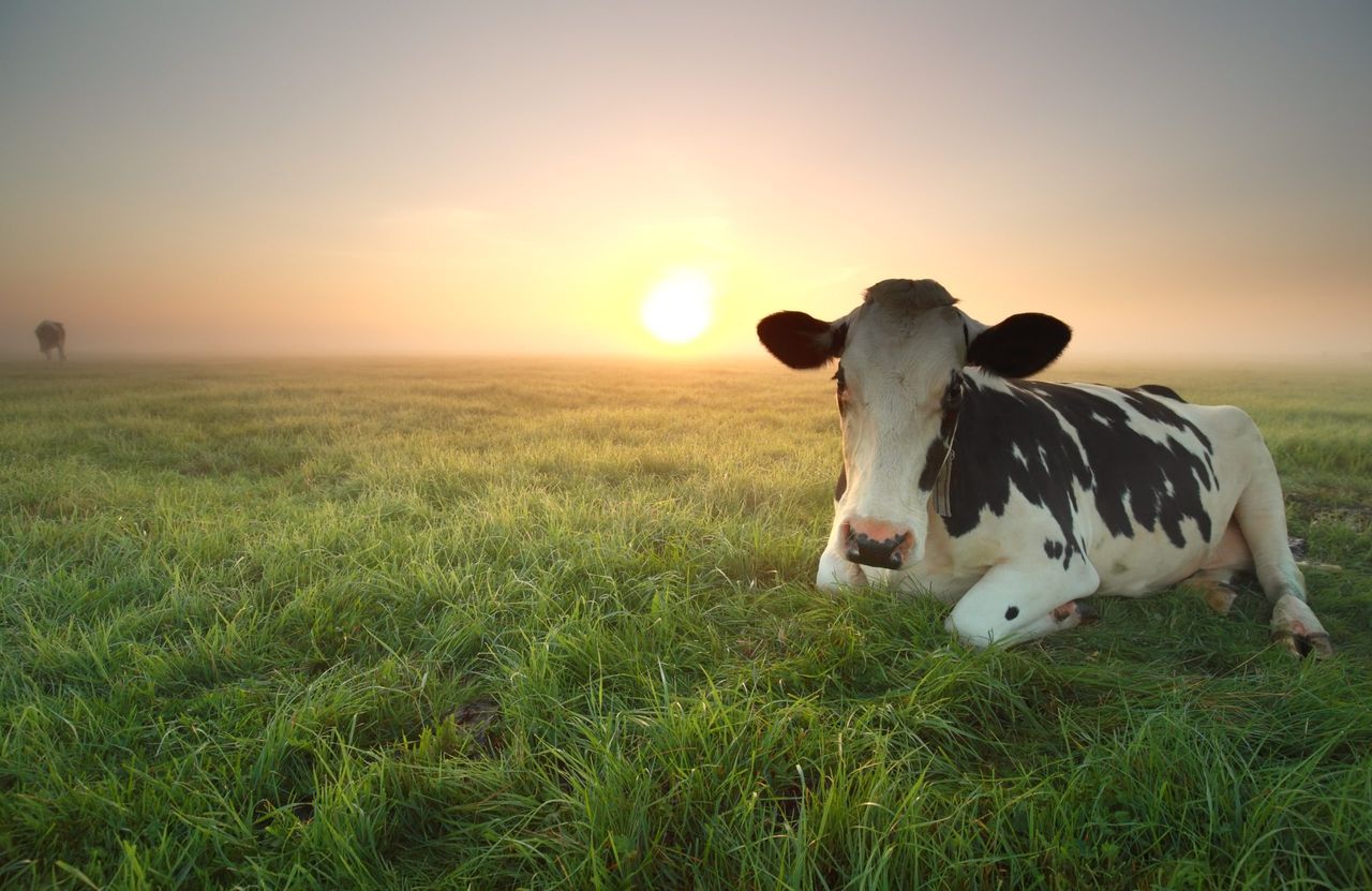 SIPTU seek 'certainty' on jobs at North Cork Creameries