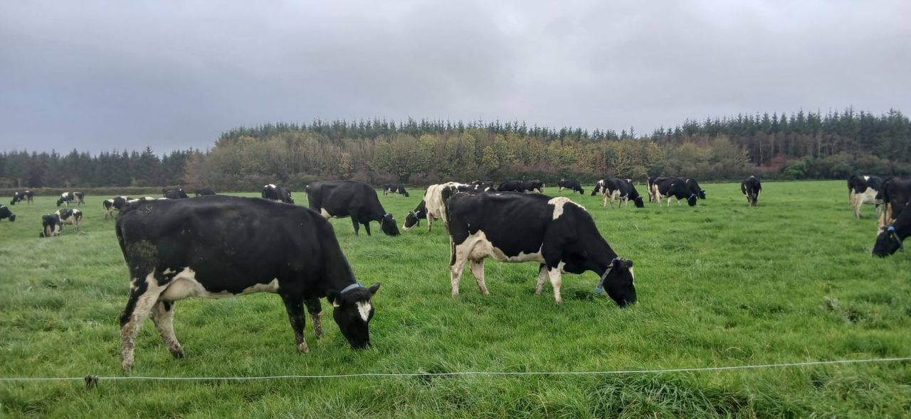 Dairy Focus: Achieving over 90% six-week calving rate in Kerry