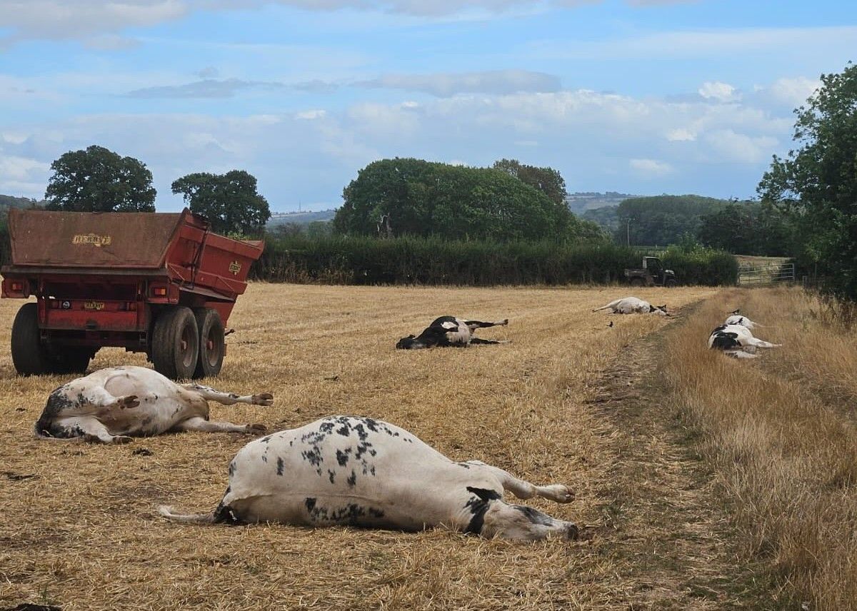 UK vet practice sounds warning after livestock hemlock poisoning