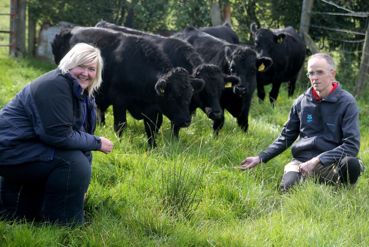 Cattle to return to Giant's Causeway bay after 50-year absence