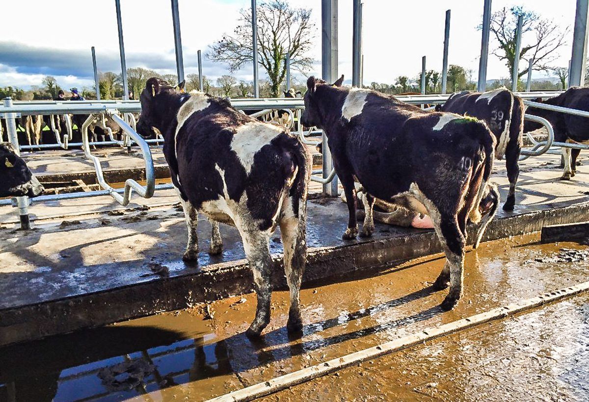 Lessons learned from genomic breeding in New Zealand